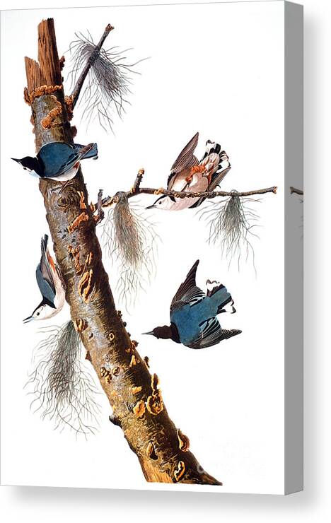 1838 Canvas Print featuring the photograph Audubon: Nuthatch by Granger