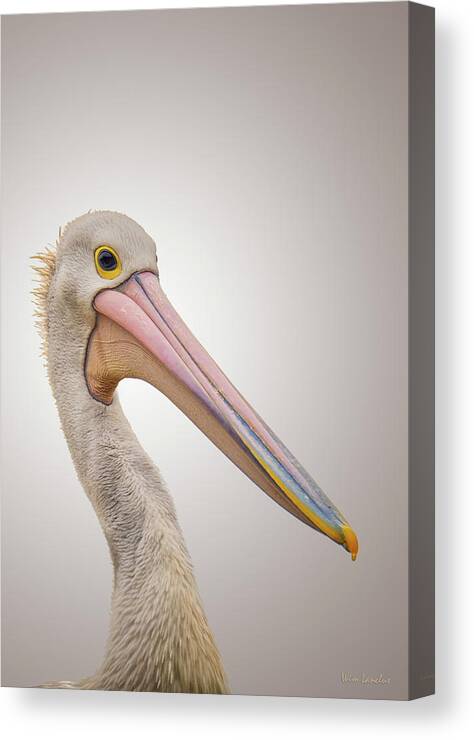 Pelican Canvas Print featuring the photograph Australian Pelican by Wim Lanclus