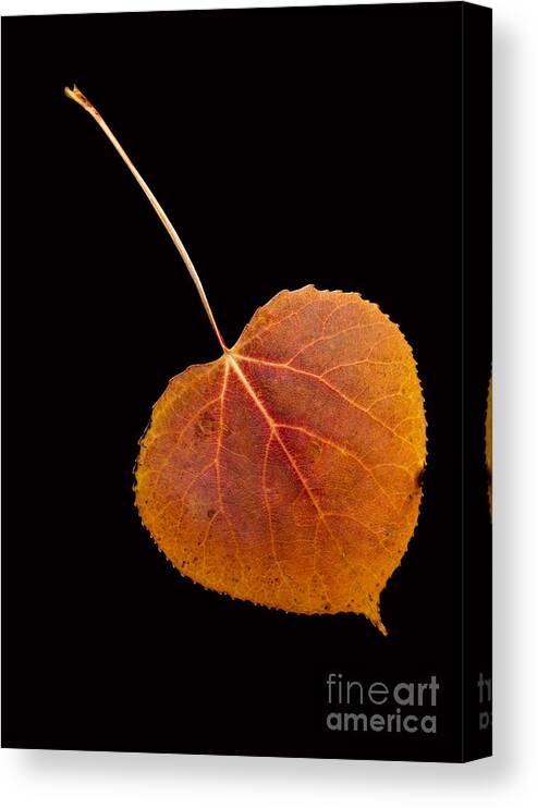 Autumn Canvas Print featuring the photograph Autumn Leaf by Edward Fielding