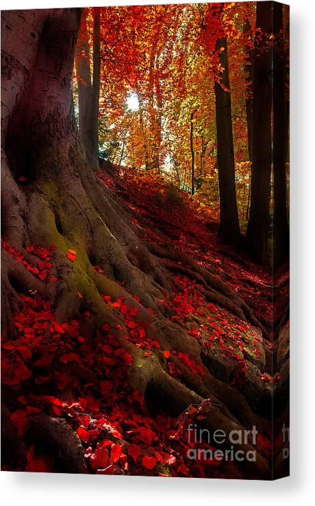 Autumn Canvas Print featuring the photograph Autumn Light by Hannes Cmarits