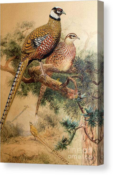 Pheasant Canvas Print featuring the painting Bar-tailed Pheasant by Joseph Wolf