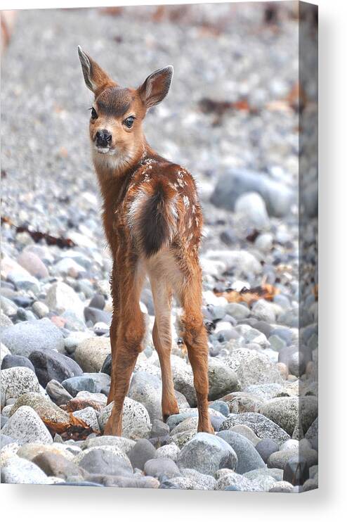 Columbian Black-tailed Deer Canvas Print featuring the photograph Beach Babe by Carl Olsen