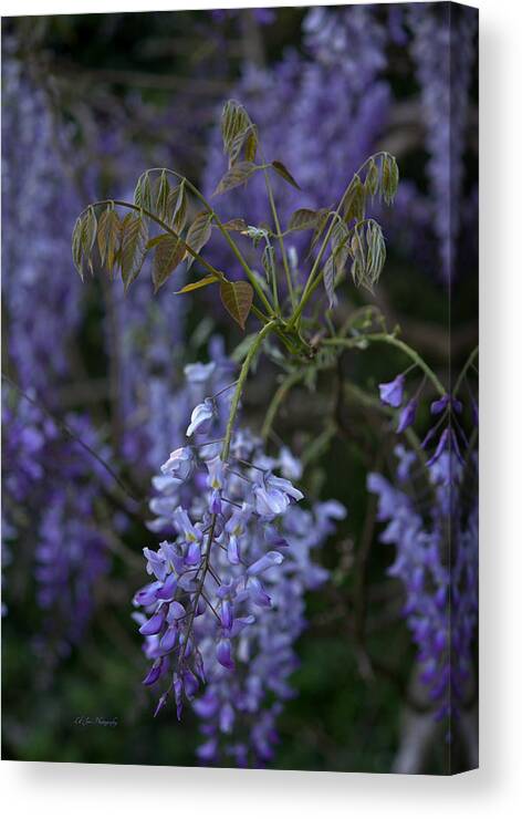 Purple Canvas Print featuring the photograph Beauty In Purple by Jeanette C Landstrom