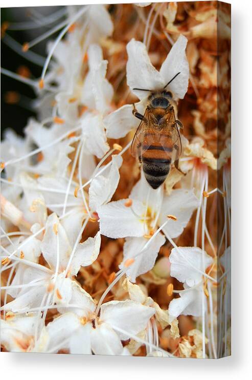 Flower Canvas Print featuring the photograph Bee on Flowers 2 by Amy Fose