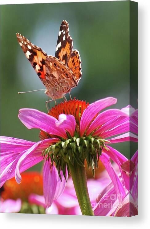Butterfly Canvas Print featuring the photograph Behind the Painted Lady by Lila Fisher-Wenzel