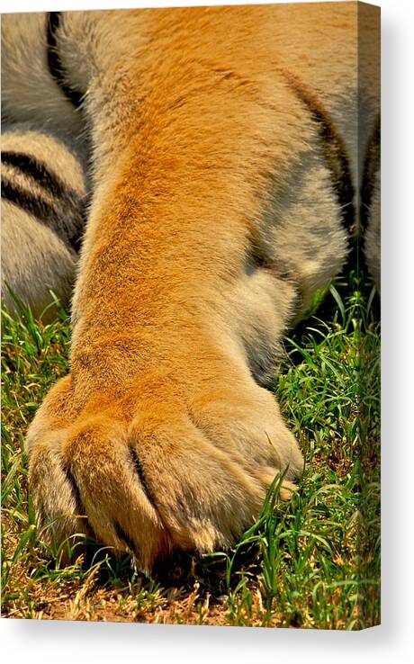Tigers Canvas Print featuring the photograph Big Foot by Donna Shahan