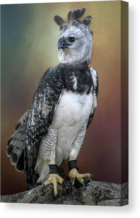 Animals Canvas Print featuring the photograph Bird of Prey by David and Carol Kelly