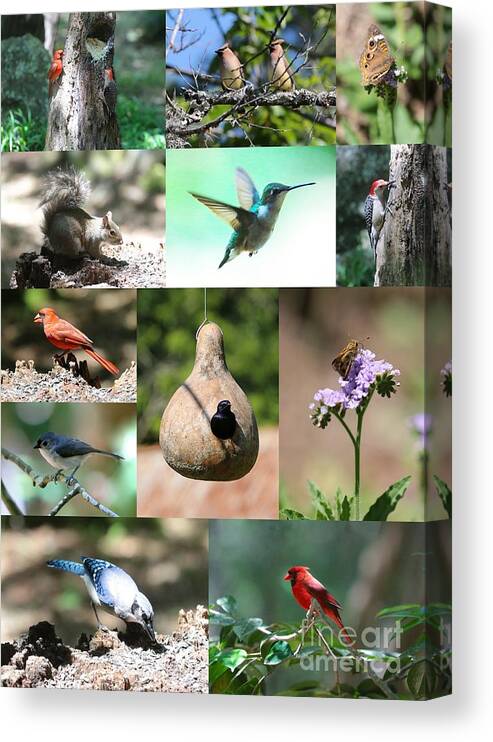 Nature Canvas Print featuring the photograph Birdsong Nature Center Collage by Carol Groenen