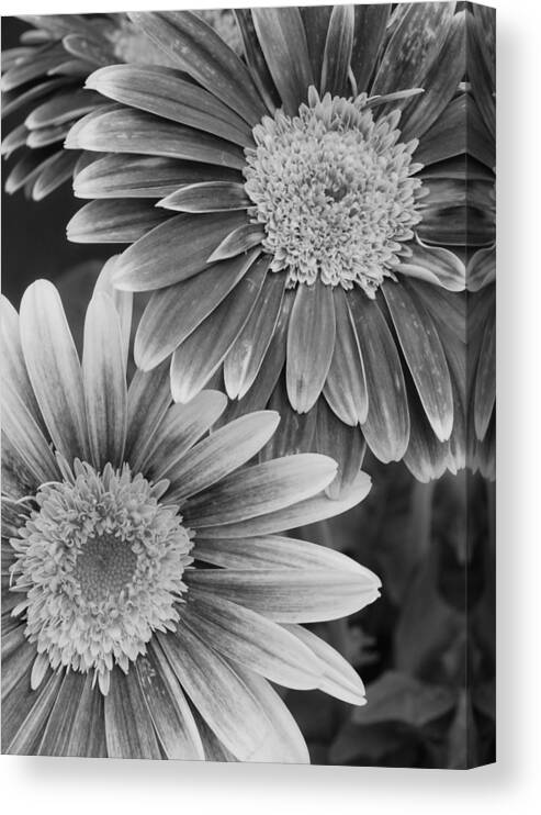 Flower Canvas Print featuring the photograph Black and White Gerber Daisies 2 by Amy Fose