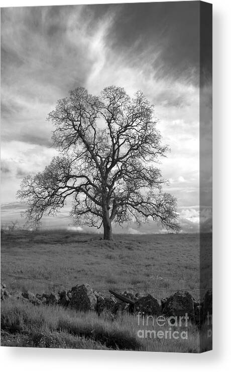 Landscape Canvas Print featuring the photograph Black and White Oak Tree by Richard Verkuyl