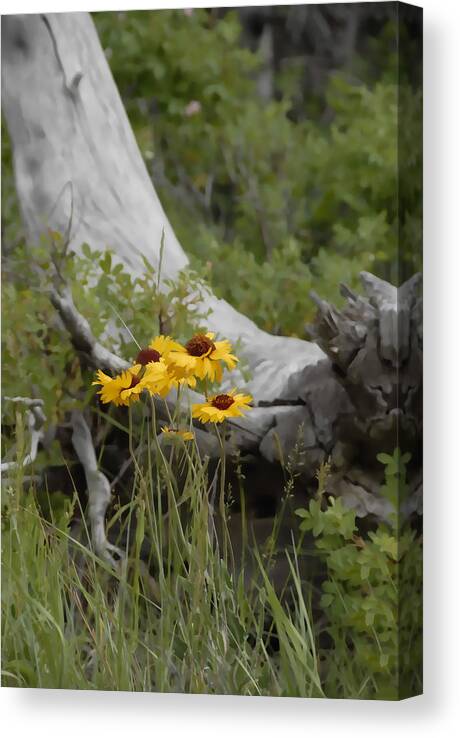 Flower Canvas Print featuring the photograph Black-Eyed Susan by Jody Lovejoy