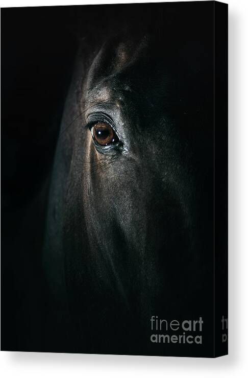 Horse Canvas Print featuring the photograph Black horse eye Beautiful close up by Dimitar Hristov