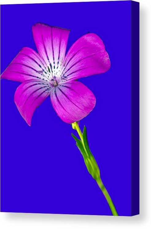 Flower Canvas Print featuring the photograph Blasting Flower by Matthew Bamberg