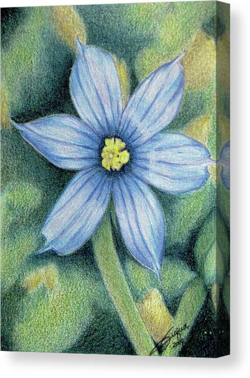 Fuqua - Artwork Canvas Print featuring the drawing Blue Eyed Grass - 1 by Beverly Fuqua