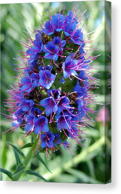 Flower Canvas Print featuring the photograph Blue Flowers by Amy Fose