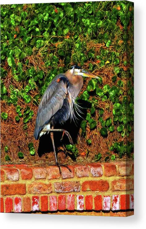 Blue Heron Canvas Print featuring the photograph Blue Heron - Sentry 001 by George Bostian