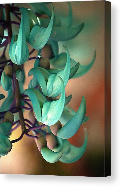 Plant Canvas Print featuring the photograph Blue Jade at Sadie Seymour Park by Lori Seaman