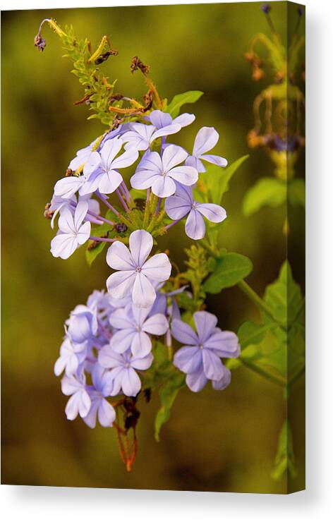 Flower Canvas Print featuring the photograph Blue Plumbago Flowers by John Black