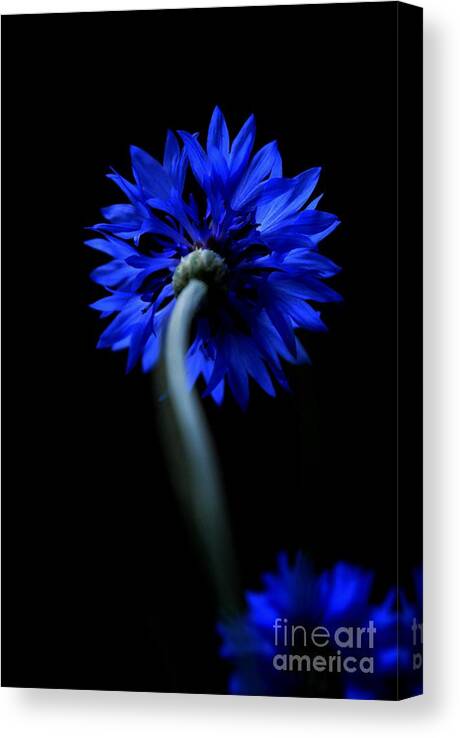 Flower Canvas Print featuring the photograph Boldly Moving Forward by Dani McEvoy