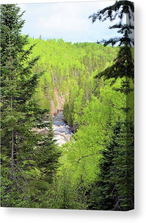 Forest Canvas Print featuring the photograph Boreal Forest Portrait by Bonfire Photography