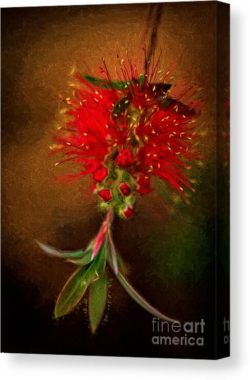 Bottle Brush Flower Canvas Print featuring the photograph Bottle Brush Flower by Patti Schulze