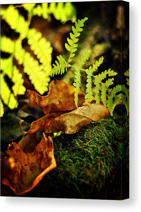 Fern Canvas Print featuring the photograph Breathe You In by Rebecca Sherman