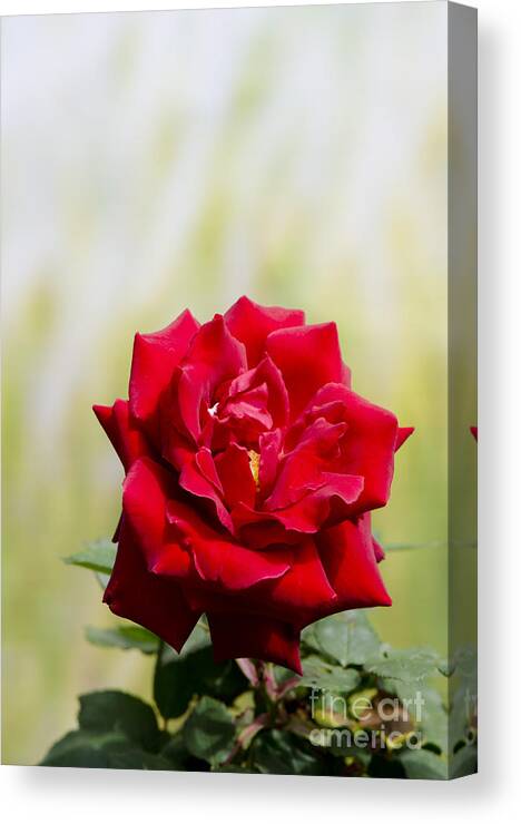 Bright Canvas Print featuring the digital art Bright red rose by Perry Van Munster
