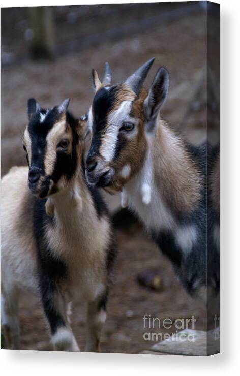 Goat Canvas Print featuring the photograph Brothers by Linda Shafer