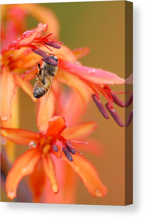 Bee Canvas Print featuring the photograph Busy Bee by Amy Fose