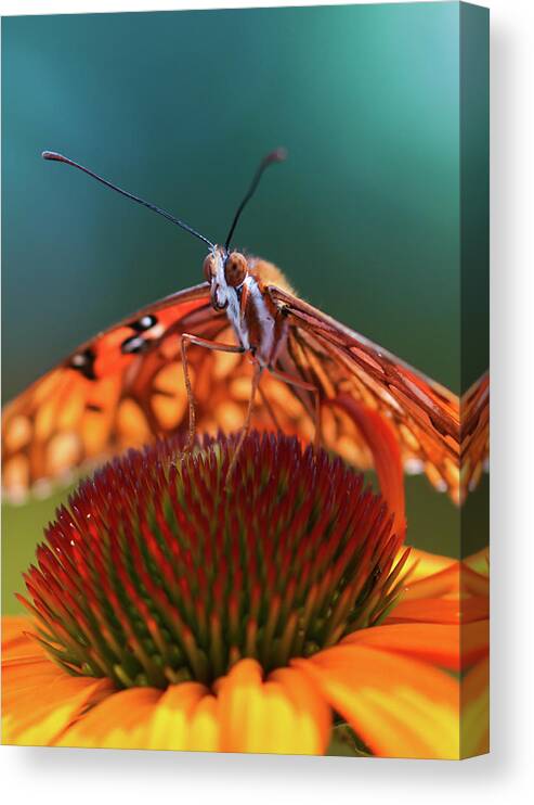  Canvas Print featuring the photograph Butterfly Face by Rebekah Zivicki