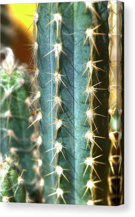 Cactus Canvas Print featuring the photograph Cactus 3 by Jim And Emily Bush