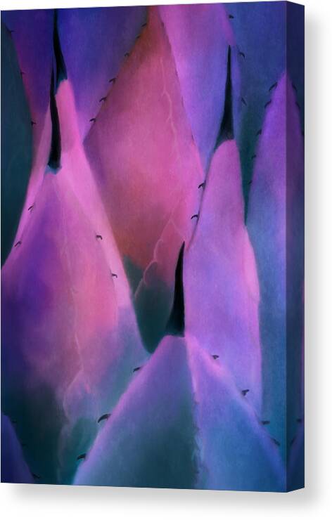 Cactus Canvas Print featuring the digital art Cactus by Ken Taylor