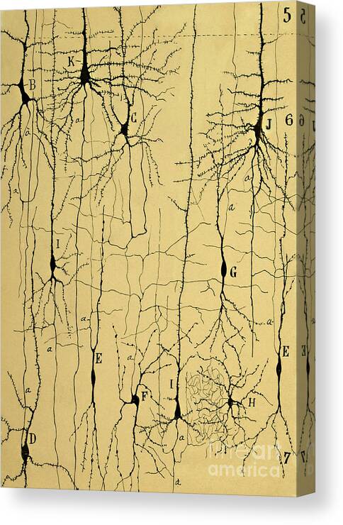 Science Canvas Print featuring the photograph Cajal Drawing of Microscopic Structure of the Brain 1904 by Science Source