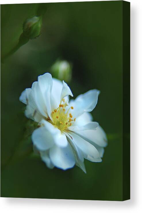 Camellia Canvas Print featuring the photograph Camellia by Rick Mosher