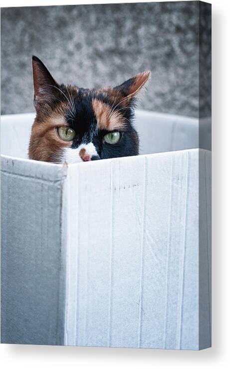 Cat Canvas Print featuring the photograph Cat in the box by Laura Melis