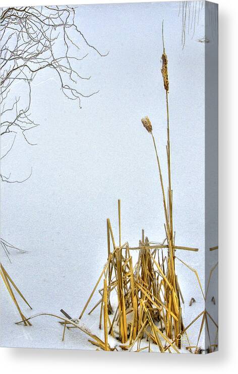 Cattails Canvas Print featuring the photograph Cattails in Winter by Sam Davis Johnson
