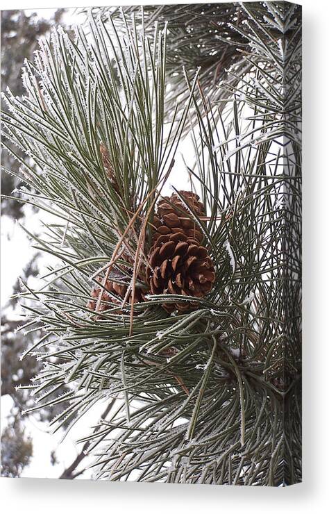 Pine Cone Canvas Print featuring the photograph Cold Pine by JK Dooley