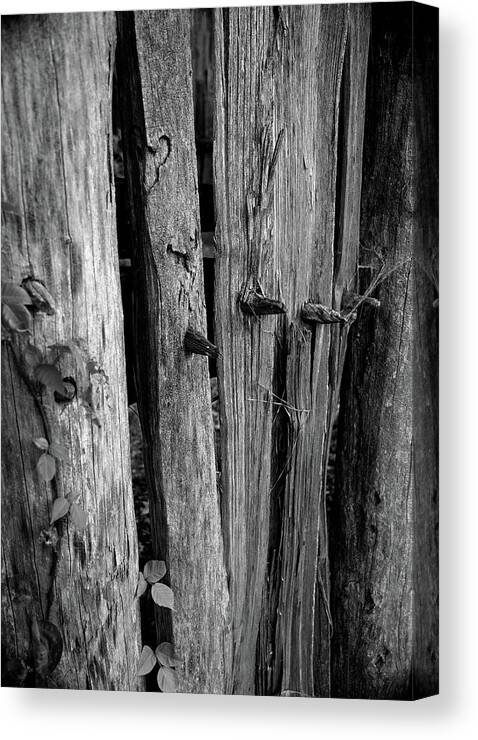 Colonial Canvas Print featuring the photograph Colonial Fence by Karen Harrison Brown