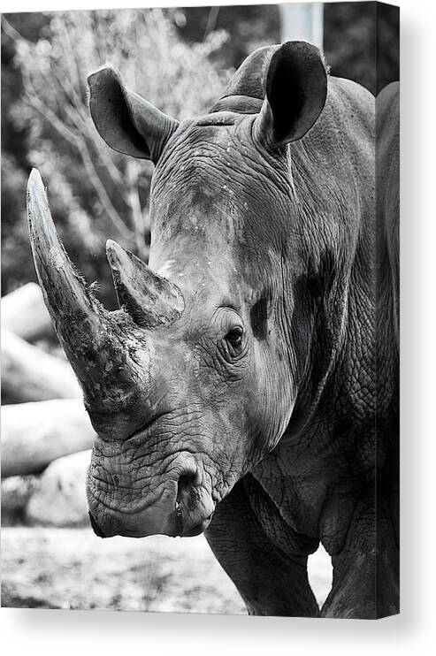 Rhino Canvas Print featuring the photograph Color Me Rhino by John Haldane
