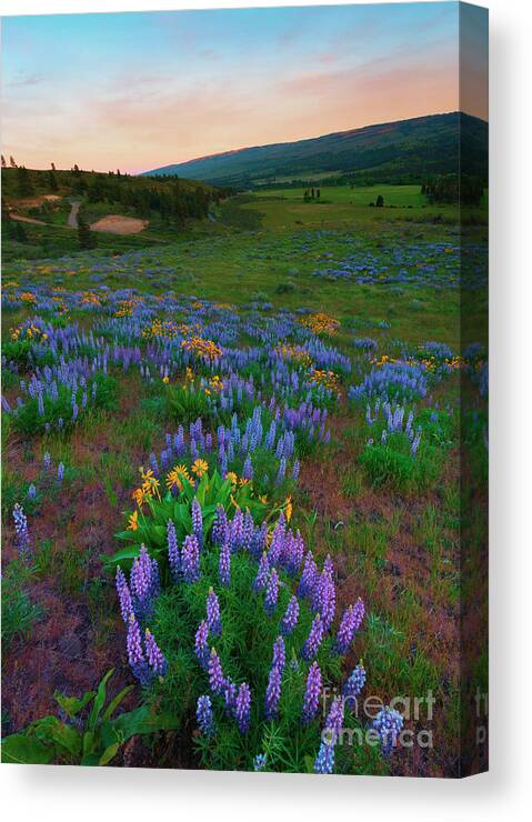 Wildflowers Canvas Print featuring the photograph Color Path by Michael Dawson