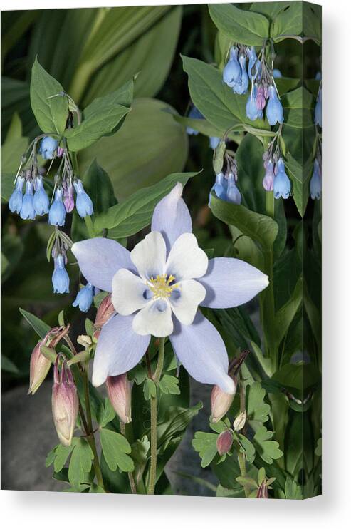 Wildflowers Canvas Print featuring the photograph Colorado Blue Columbine by Alan Toepfer