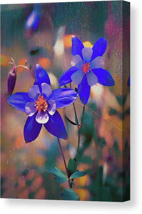 Blossums Canvas Print featuring the photograph Columbine - Colorado State Flower by OLena Art by Lena Owens - Vibrant DESIGN