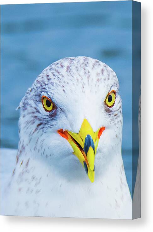 20170128 Canvas Print featuring the photograph Colorful Seagull Smiling by Jeff at JSJ Photography