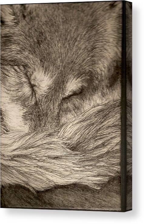 Wolf Canvas Print featuring the drawing Comfort by Ashley Lindberg