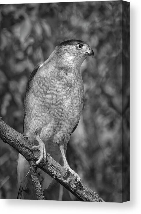 Raptor Canvas Print featuring the photograph Coopers Hawk BW by Rick Mosher