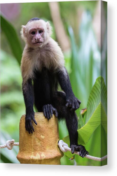 Costa Rica Canvas Print featuring the photograph Costa Monkey 2 by Dillon Kalkhurst