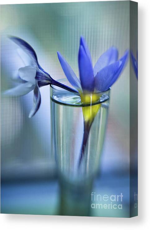 Flora Canvas Print featuring the photograph Crocus in Vase 9 by Jill Greenaway