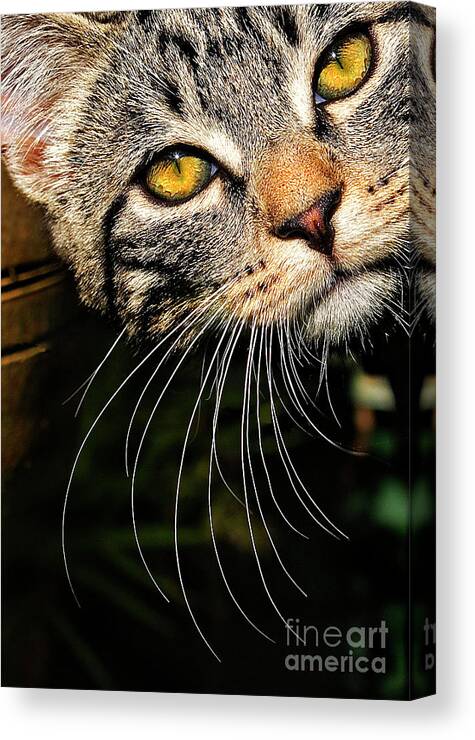 Kitten Canvas Print featuring the photograph Curious Kitten by Meirion Matthias