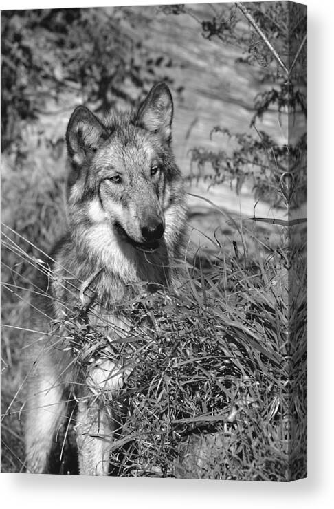 Wolf Pup Canvas Print featuring the photograph Curious Wolf Pup by Shari Jardina