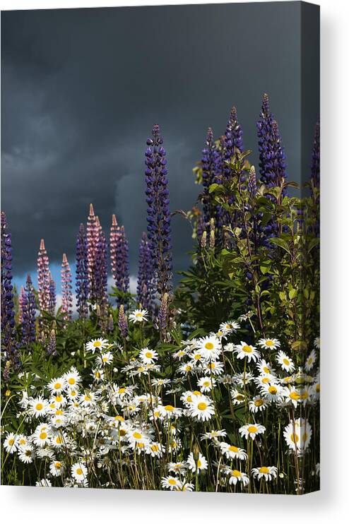 Flowers Canvas Print featuring the photograph Dark Clouds by Robert Potts